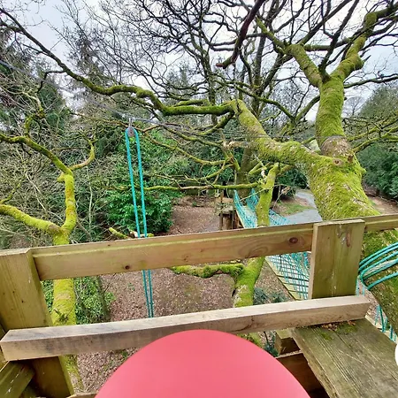 Le Nid Dans Le Chene