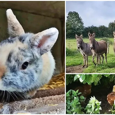 Le Nid Dans Le Chene *