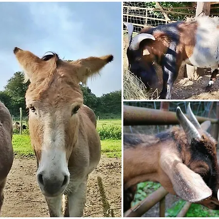 Le Nid Dans Le Chene 펜션