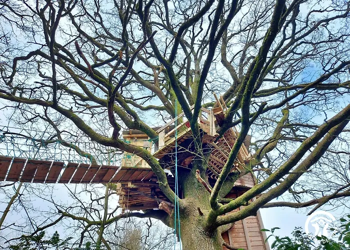 Le Nid Dans Le Chene