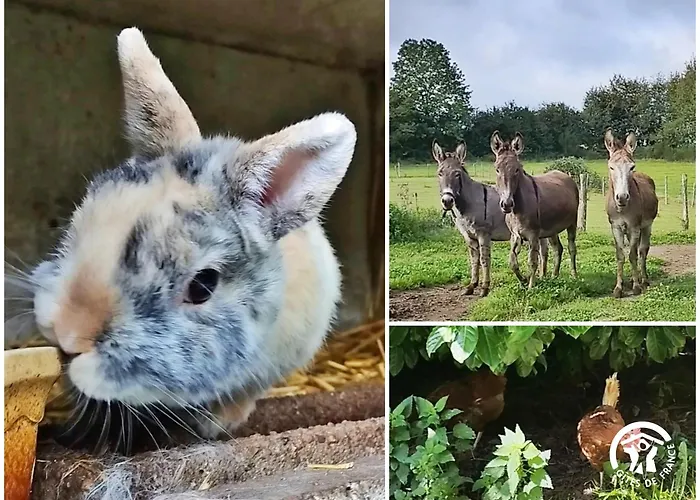 Le Nid Dans Le Chene *